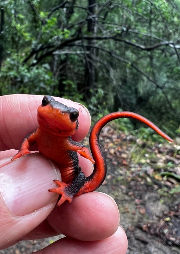 Red-bellied Newt